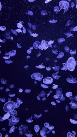 Many small blue translucent jellyfish in the water.