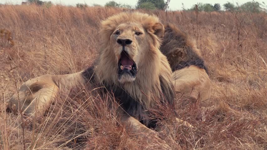 Two big lions laying on a dried grass at safari field on a  windy day