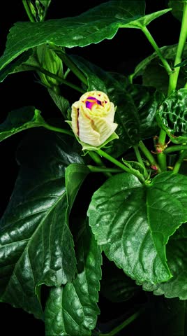 Hibiscus Flower Blooms. Bud Opens into a large Purple Yellow Flower. Time Lapse of a Blooming Hibiscus Plant. Detailed Macro Timelapse of a Blossoming flower. Hibiscus Close Up