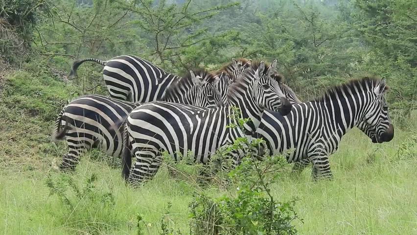 A small herd of zebras grazing in the plains of Lake Mburo National Park during daytime in Nyabushozi County, Kiruhura District in Uganda