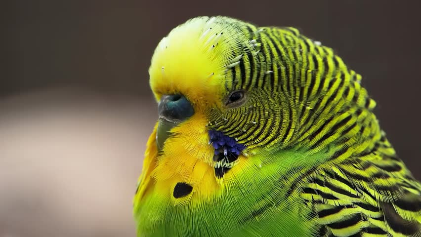 portrait of a budgie on a blurred background