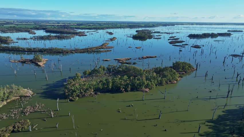 Aerial of Lake Mulwala islands and many dead trees in the water in late afternoon