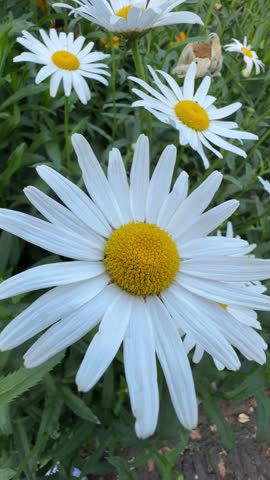 Colorful Flowers and Plants in Funchal Botanical Garden