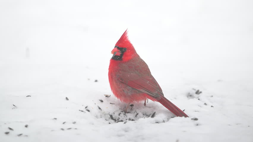 Slow motion male northern cardinal in a heavy snow storm in winter in the midestern United States