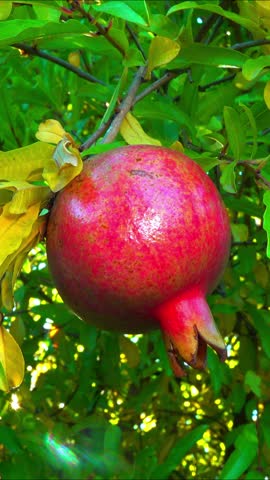 Punica granatum - Ripe red pomegranate fruits against green leaves in autumn in the garden