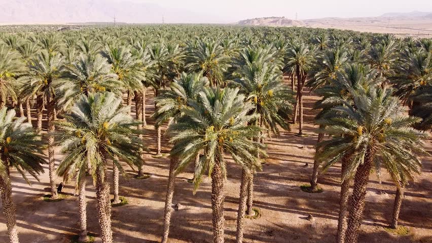 Aerial view of Rows of green date palms cultivated in a sustainable desert farm, agriculture