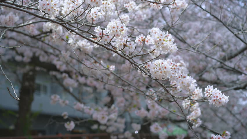 A flurry of Cherry blossom petals in Meguro river Tokyo [panning]