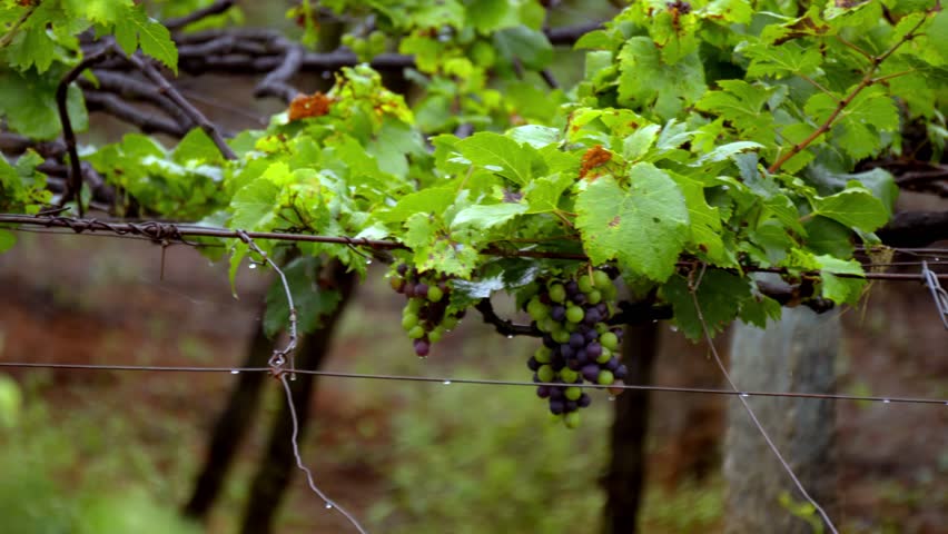 Grapes hanging on branch. Hanging grapes. Grape farming. Grapes farm. Tasty green grape bunches hanging on a branch in indian farms