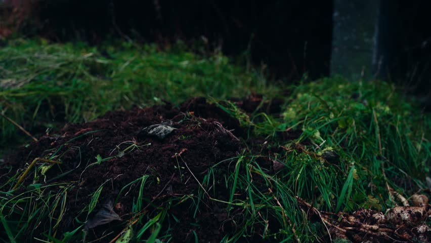 Person Harvesting Sunroot Vegetables. Close-up Shot