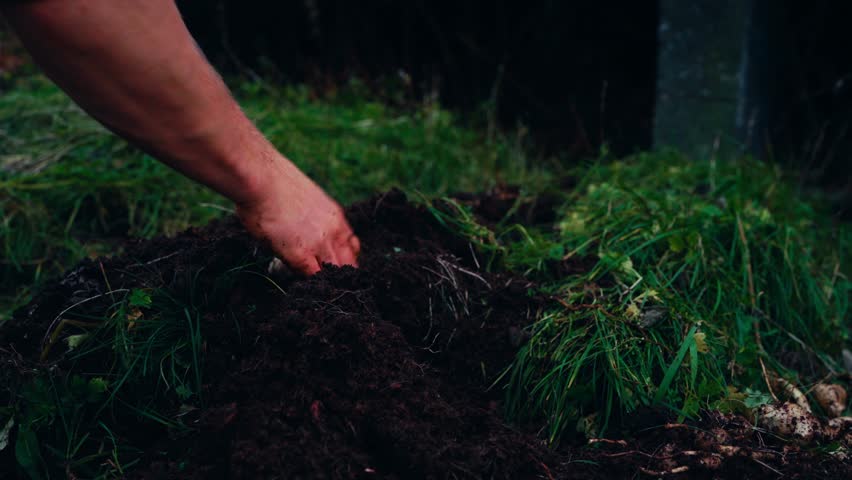 Person Harvesting Sunroot Vegetables. Close-up Shot