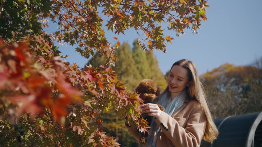 Dog Owner Woman Tires Off Maple Leaf And Shows it to Little Brown Toy Poodle Doggy in Autum Forest