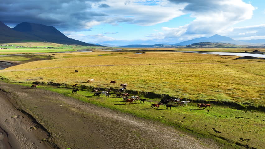 Aerial view of a large herd of horses grazing on the endless green meadow in Iceland