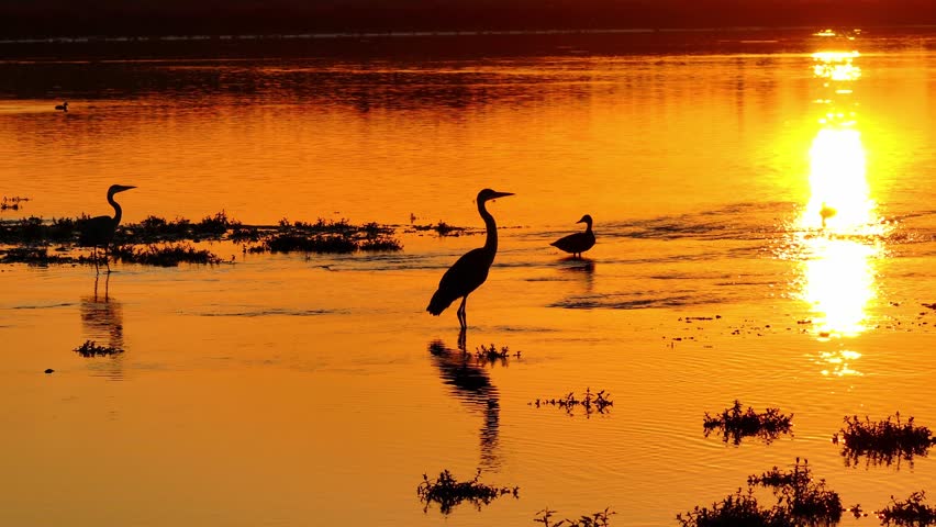 Golden sunset with silhouetted birds of storks and ducks posing and standing in shallow calm water, rising and flying