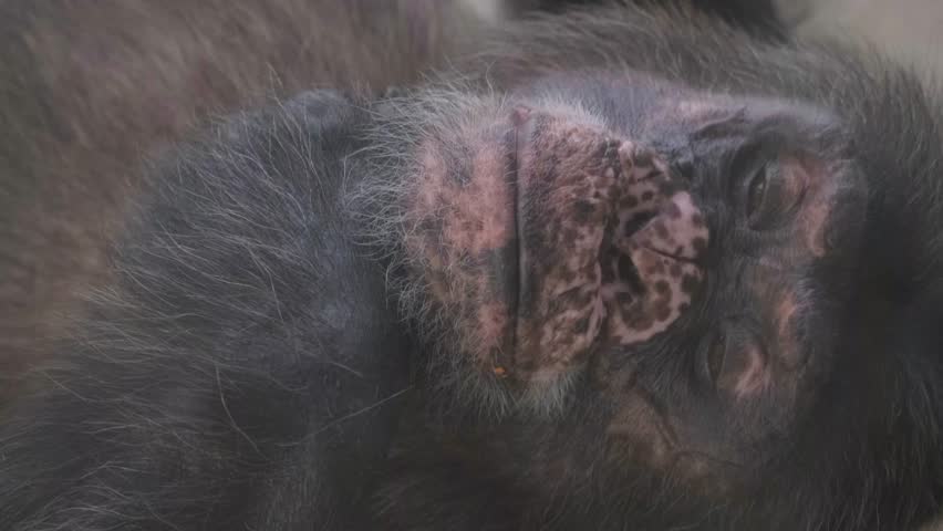 Chimpanzee opens and closes its eyes. 