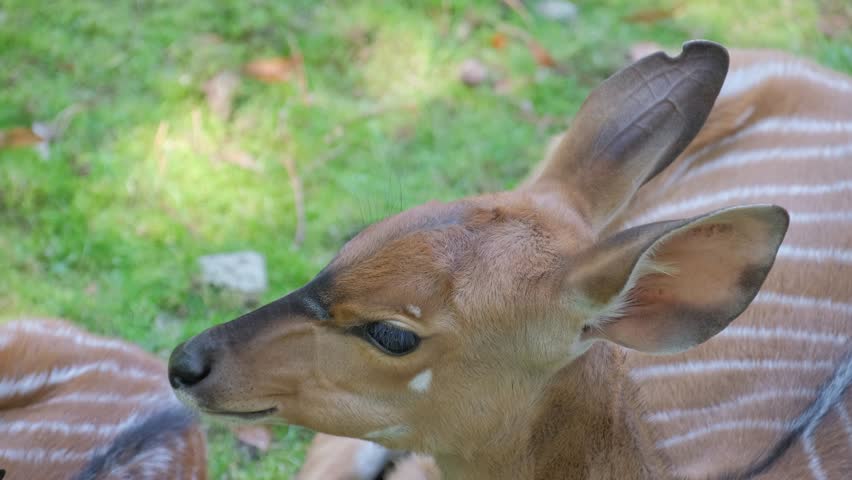 Profile of a Young Okapi Happily Enjoying a Beautiful Sunny Day in its Natural Habitat