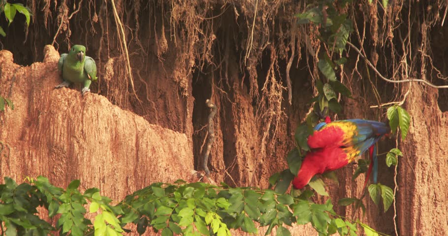 Clay lick being visited by Scarlet macaw and mealy parrots causing a pandemonium as they feed on the clay during morning hours in chuncho
