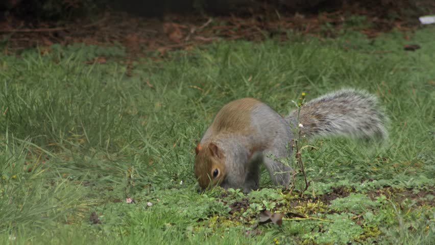Grey Squirrel Burying A Nut Patting The Ground Close Up UK England Hertfordshire Borehamwood