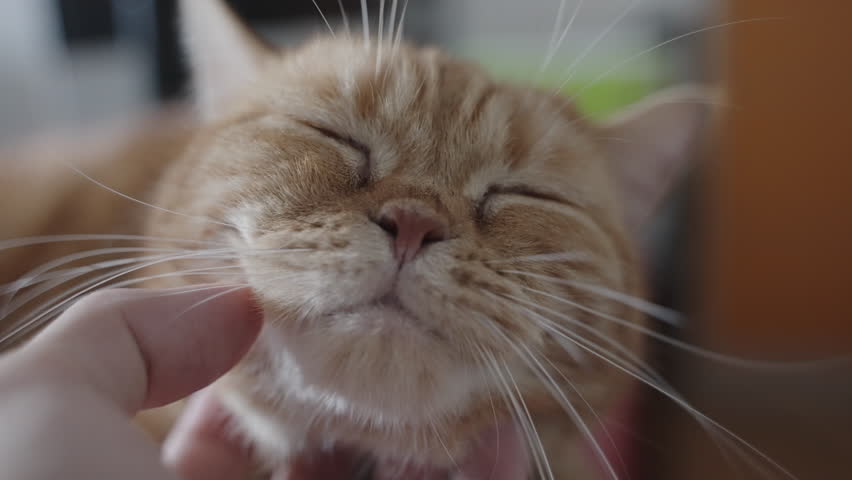 First person view of cute red Scottish fold cat feeling relaxing pleasing and happy when been cuddling by an owner.A close-up of a relaxed orange tabby cat enjoying chin scratches.