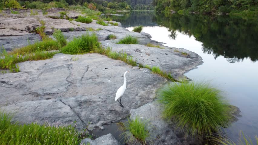 White Great Egret Bird Flies Away Over Water, Ardea Alba, on Calm River Natural Habitat, Perched on Reflective Water Shore Line. Wildlife Birdwatching in Nature. Umpqua River Oregon