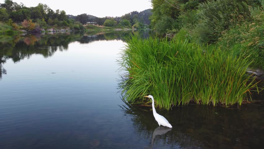 White Great Egret Bird Flies Away Over Water, Ardea Alba, on Calm River Natural Habitat, Perched on Reflective Water Shore Line. Wildlife Birdwatching in Nature. Umpqua River Oregon