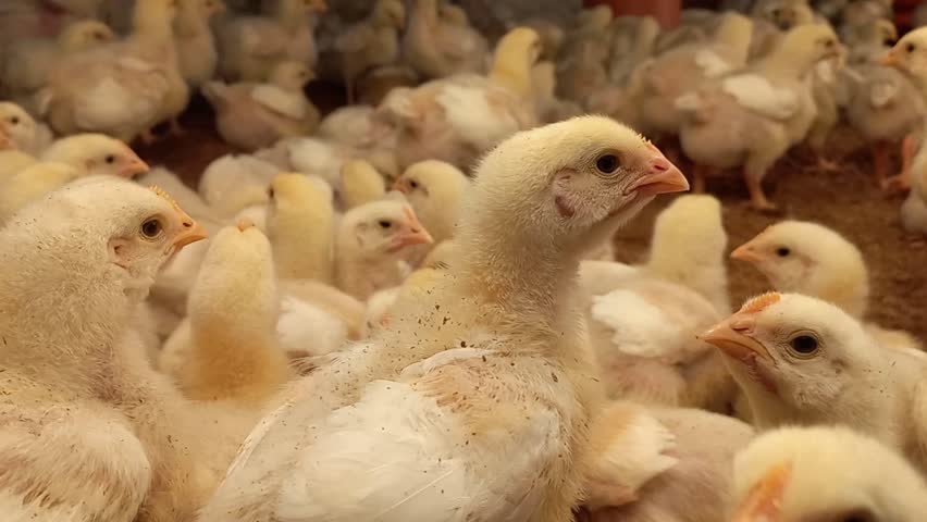 A vibrant scene of countless baby chicks in the poultry farm.
