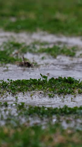 Grassy yard lawn or park with puddles on the green field