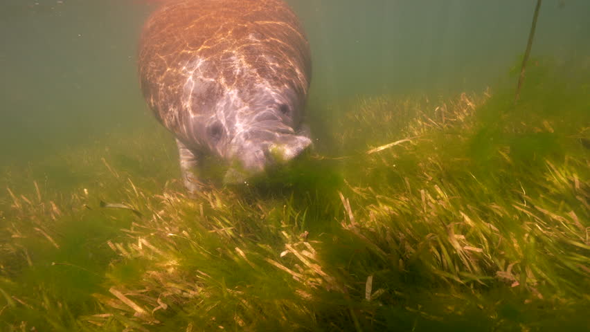 Undersea Wildlife Manatee in super slow motion 4K 120fps Video 2