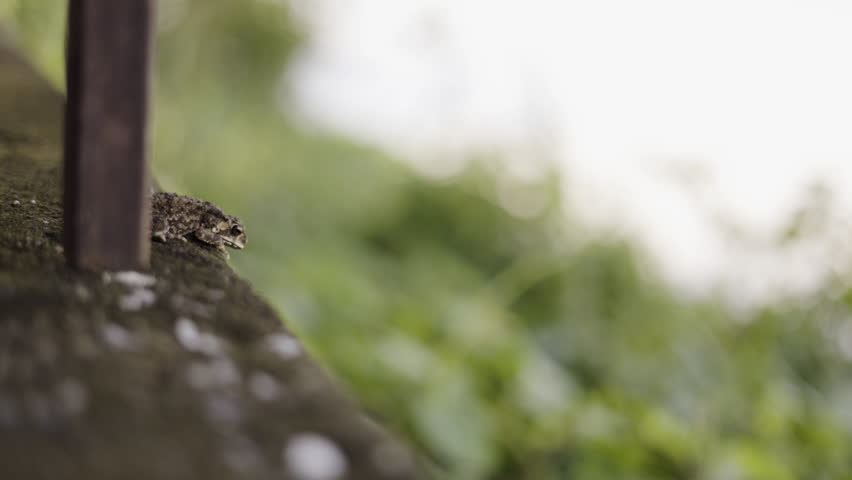 Toad Hiding Behind The Pole, Footage for movie entertainment and commercials in animals and living things scene.