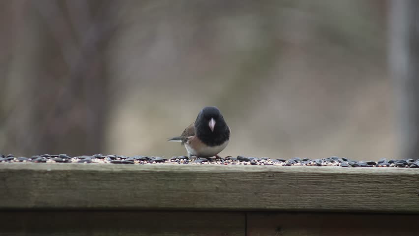 A closeup footage of a dark-eyed junco (Junco hyemalis) perching on a wooden fence eating seeds during daytime, with blurred background