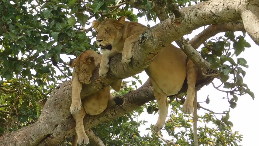 A low angle view of tree-climbing lions of Ishasha in Queen Elizabeth national park, Uganda.