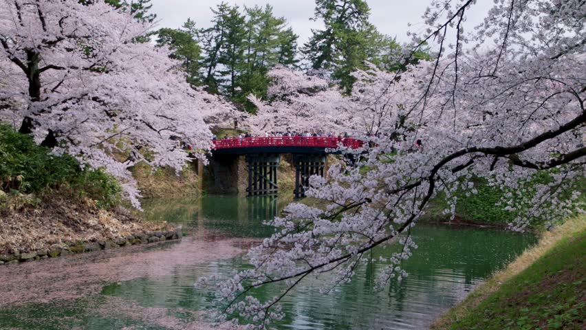 Cherry blossom in Japan in spring over a moat in a Japanese historic castle, tourism in spring in Japan