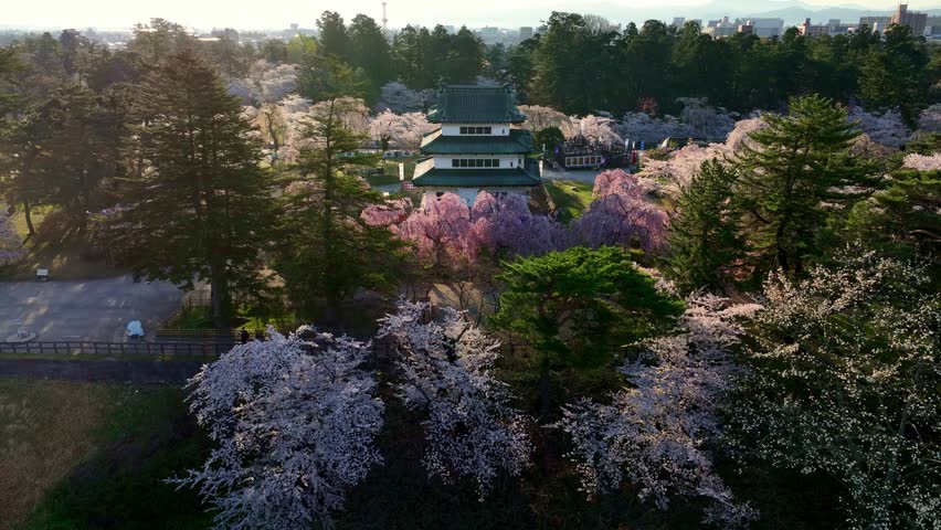 drone view of medieval castle in spring in Japan, cherry trees in bloom in Japan, tourism in springtime Japan