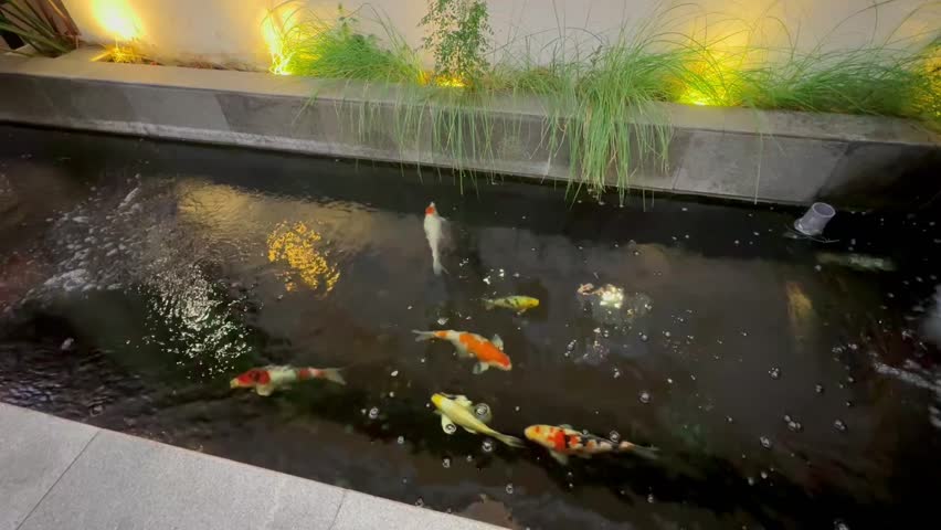 Minimalist indoor koi pond with wall lighting and green plants and artificial waterfall.koi fish are a domesticated, ornamental variety of carp that are kept in outdoor ponds and water gardens.