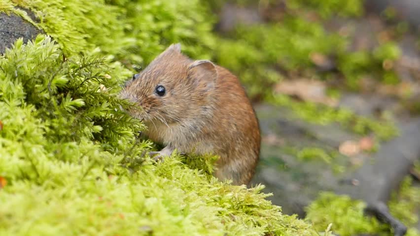 A vertical footage of a bank vole (Myodes glareolus) feeding on the insects hiding in the green moss on in the woods during daytime