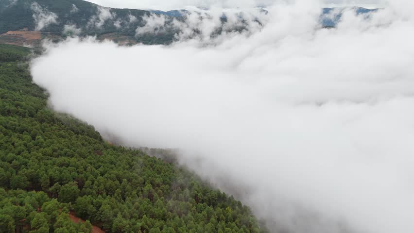 Thick fog covering a green pine forest in the Pyrenees mountains, Catalonia region, Spain. Aerial view over the clouds in the Spanish Pyrenees