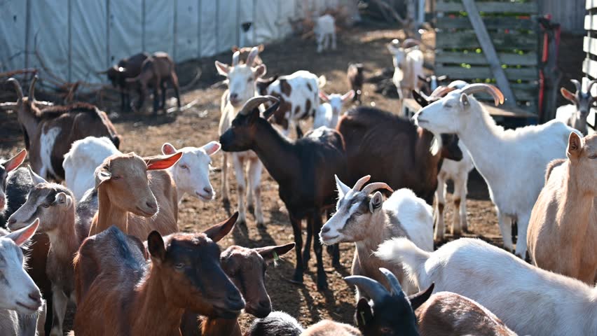 Beautiful goats on the farm. Concept for animals and agriculture.
