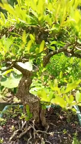 Bonsai are miniature plants shaped to resemble full-sized trees. Popular types include ficus, juniper, Japanese maple, sandpaper tree, and azalea
