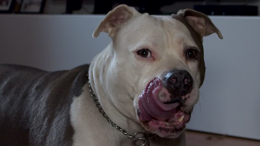 A closeup slow-motion of a big Pit Bull dog licks its mouth, it is wearing chain collar