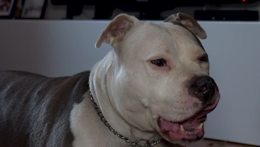 A closeup slow-motion of a big Pit Bull dog licks its mouth, it is wearing chain collar