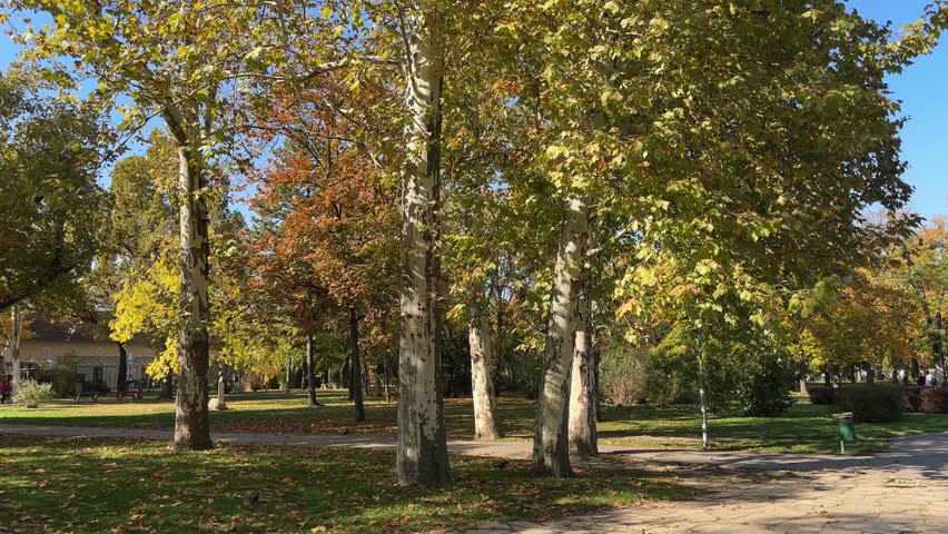 Old plane trees in autumn city park in sunny day, view when vertical panning
