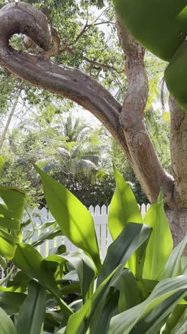 Old Gumbo Limbo Tree in dream backyard with white fence and greenery
