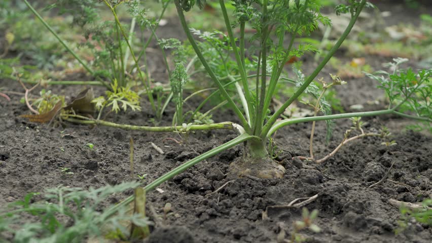 Worker wearing green gloves is pulling carrot from the soil. Carrot is covered with dirt. Growing your own vegetables at home is a great way to eat fresh and healthy food