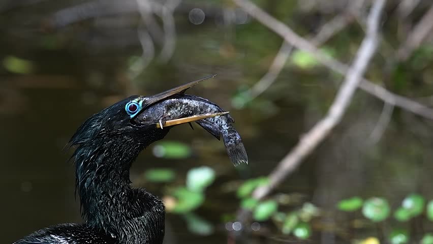 Anhinga eating a fish in Florida 