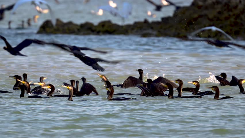 Migratory bird Great cormorant wandering around the shallow backwaters of the bird sanctuary