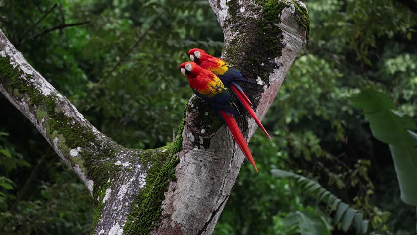 Scarlet Macaws in Costa Rica