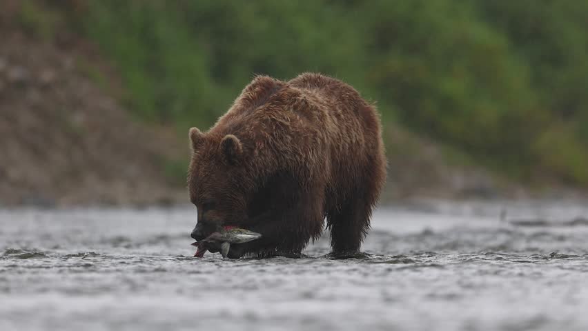Grizzly bear in Katmai, Alaska
