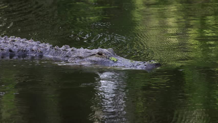 Alligator bellowing in South Florida 