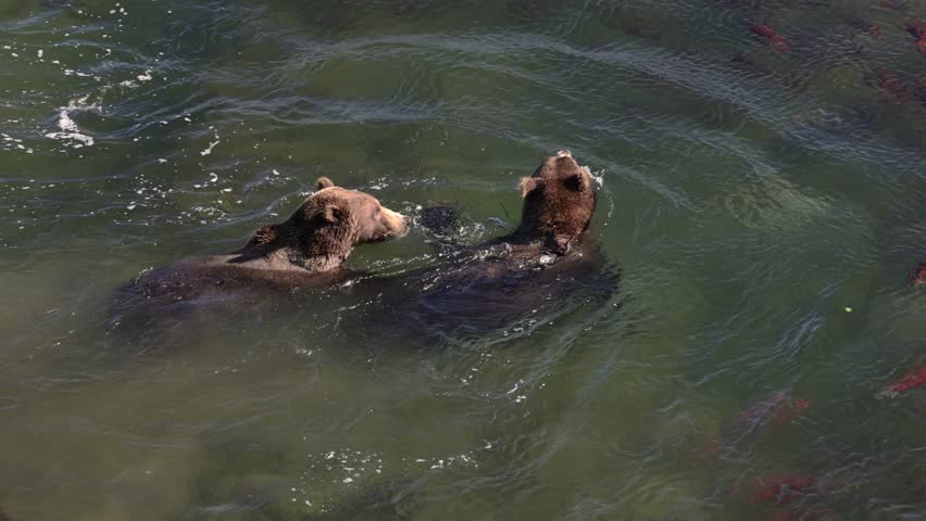 Brown bears fighting in Alaska 