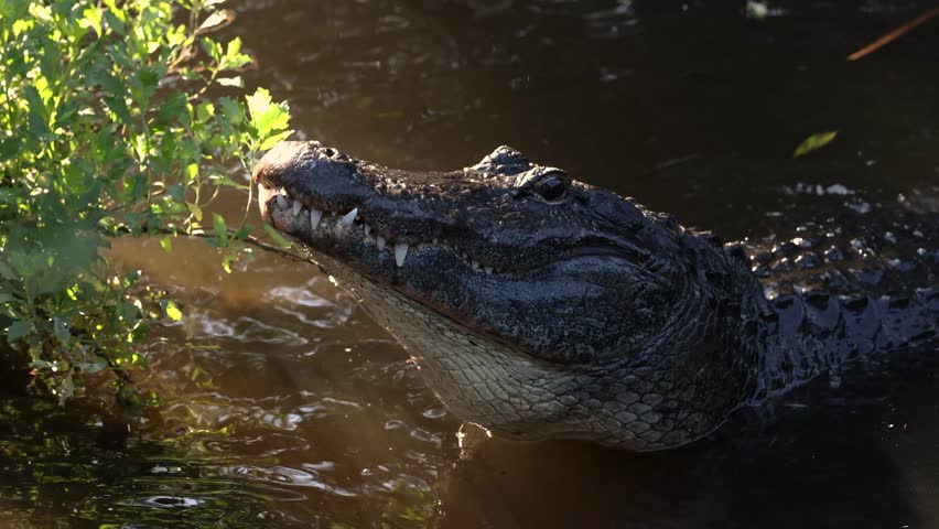 Alligator bellowing in South Florida 