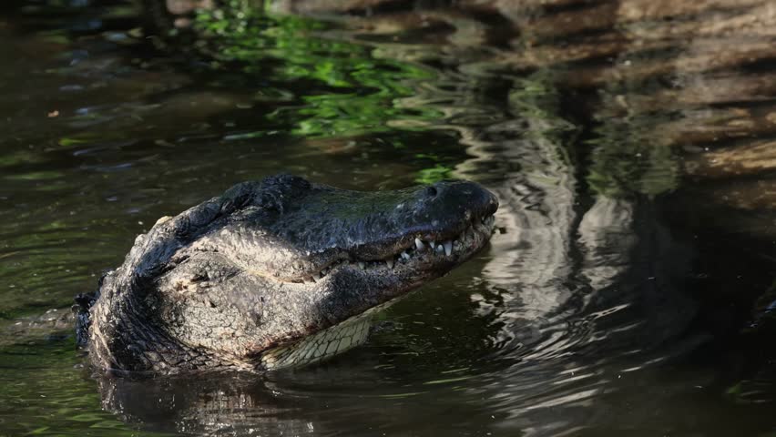 Alligator bellowing in South Florida 